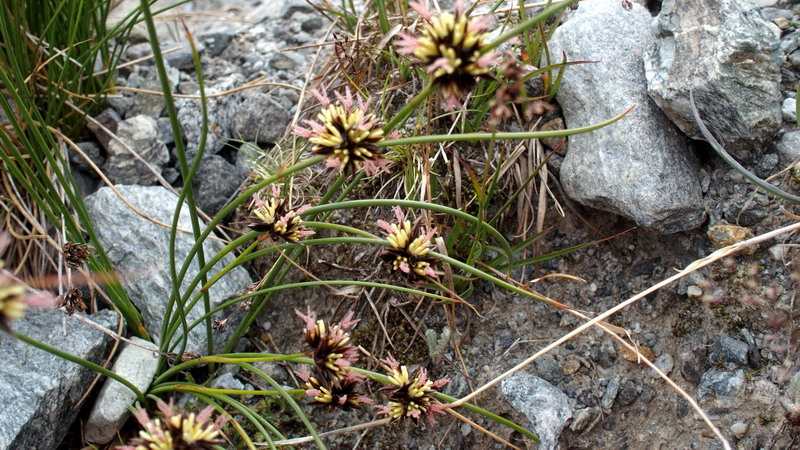 erba da determ. - cfr. Juncus jacquinii